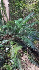 Lepidozamia peroffskyana