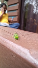 Orthoptera