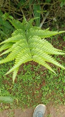 Pteris fauriei