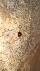 Cucujiformia