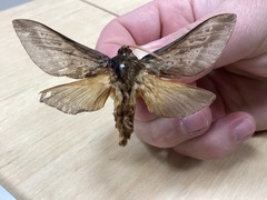 Oxycanus
