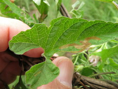 Convolvulus farinosus