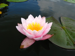 Nymphaea × marliacea