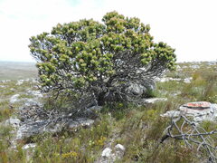 Mimetes fimbriifolius