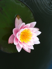 Nymphaea × marliacea