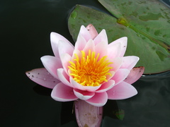 Nymphaea × marliacea