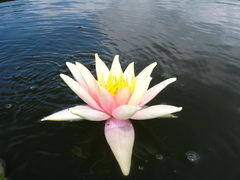 Nymphaea × marliacea