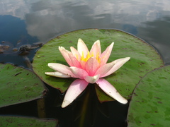 Nymphaea × marliacea