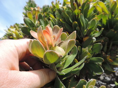 Mimetes fimbriifolius