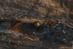 Euconulus fulvus