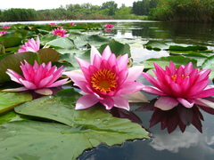 Nymphaea × marliacea