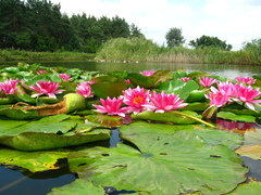 Nymphaea × marliacea