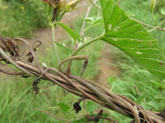 Convolvulus farinosus