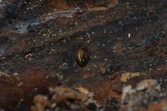 Euconulus fulvus