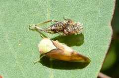 Brunotartessus fulvus