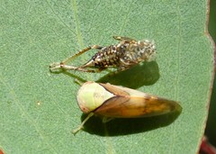 Brunotartessus fulvus