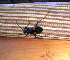 Oxycheila tristis