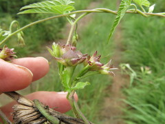 Convolvulus farinosus