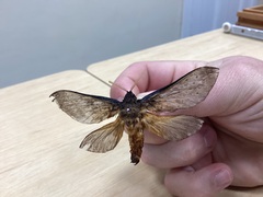 Oxycanus