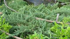Juniperus procumbens