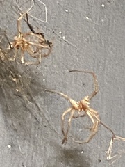 Araneae