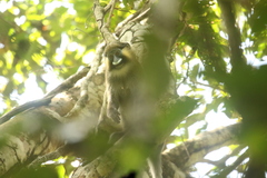 Cercopithecus cephus
