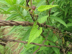Convolvulus farinosus