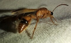 Tricholabiodes