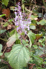 Plectranthus fruticosus