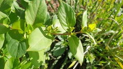 Lonicera