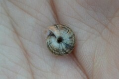 Xeroplexa intersecta