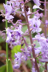 Plectranthus fruticosus