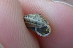 Xeroplexa intersecta