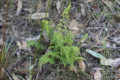 Lindsaea microphylla