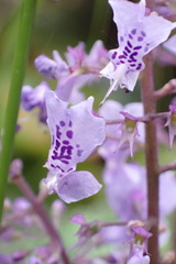 Plectranthus fruticosus