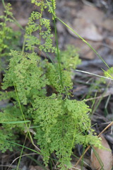 Lindsaea microphylla