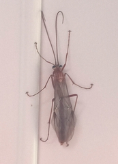 Ophion obscuratus