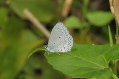 Celastrina
