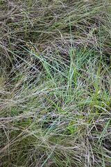 Trachyandra asperata