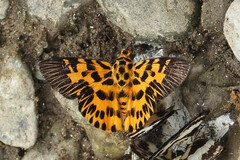 Odina decorata