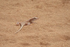 Meroles cuneirostris