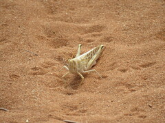 Schistocerca gregaria flaviventris