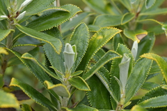 Macrolearia chathamica