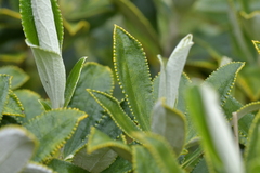 Macrolearia chathamica