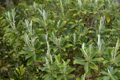 Macrolearia chathamica