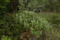Macrolearia chathamica