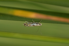 Erechthias decoranda