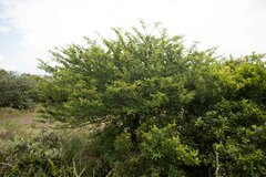 Vachellia natalitia
