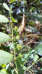 Phyllanthus tenellus