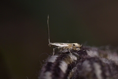 Erechthias decoranda